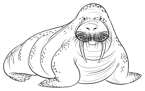 Раскраски моржики