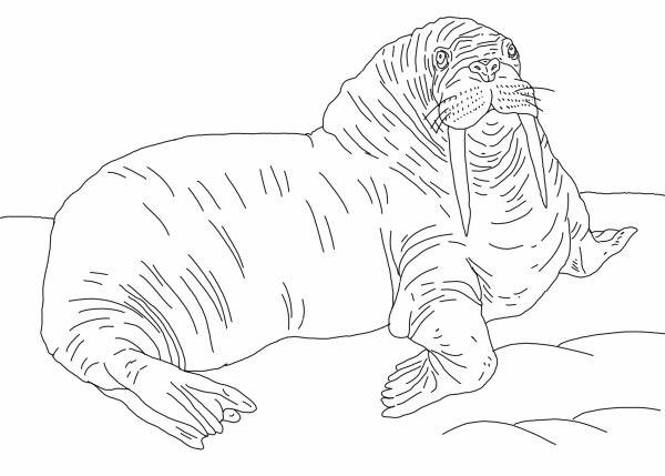 Морж раскраска для детей