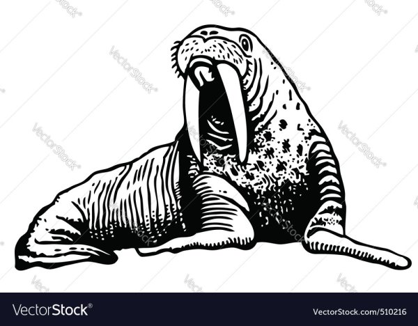 Атлантический морж раскраска