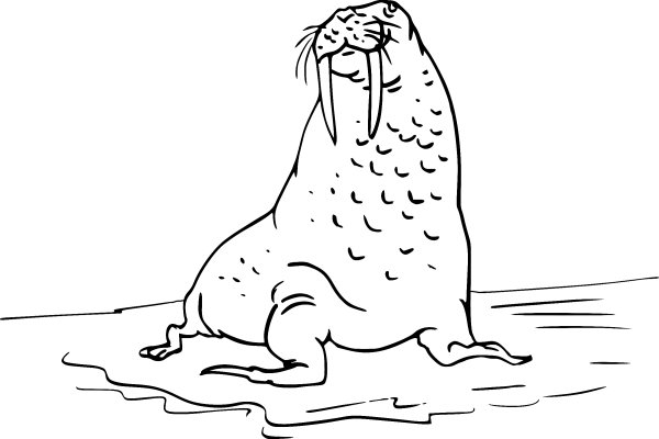 Морж раскраска