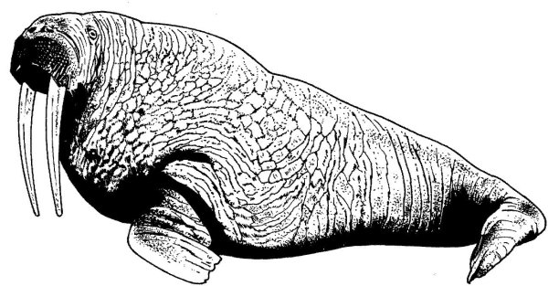 Рисуем моржа