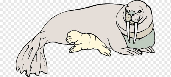 Атлантический морж