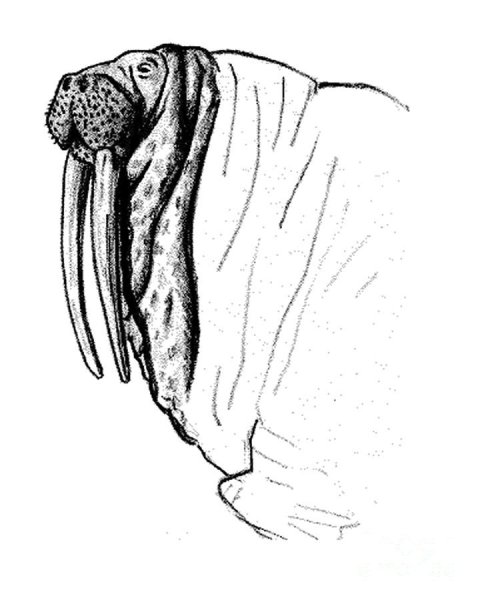 Трафарет моржа для рисования