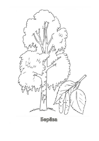 Береза рисунок