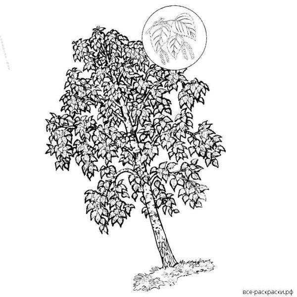 Рисунок березы для раскрашивания
