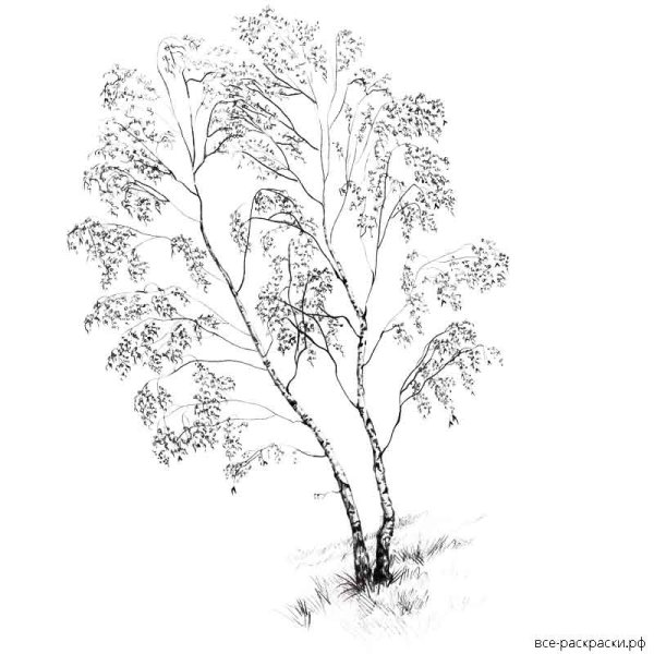 Береза раскраска для детей