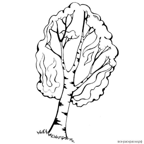 Силуэт березы