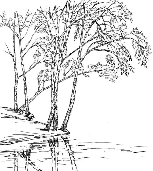 Береза рисунок
