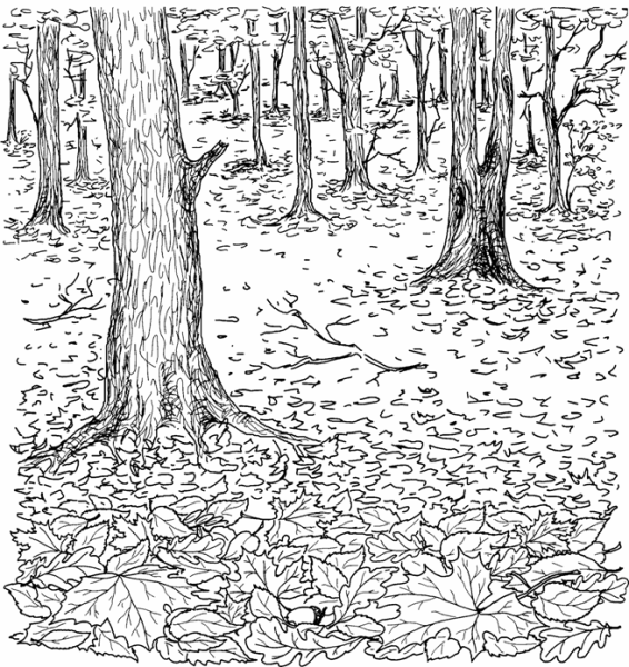 Осенний лес рисунок