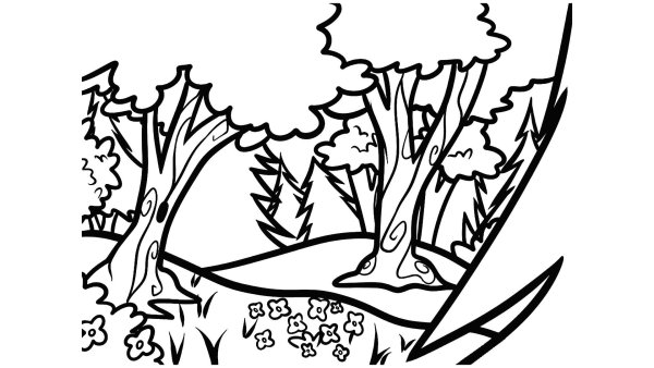 Раскраски лиственные и хвойные деревья для детей