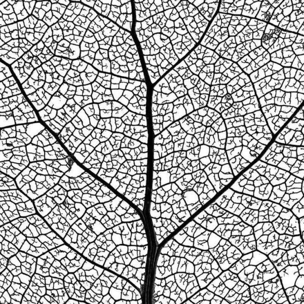 Лист дерева с прожилками