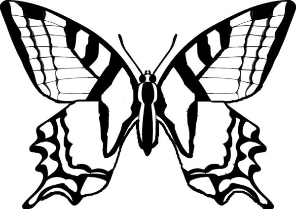 Махаон раскраска для детей