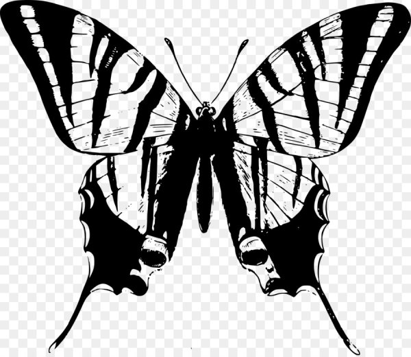 Бабочка черно белая без фона