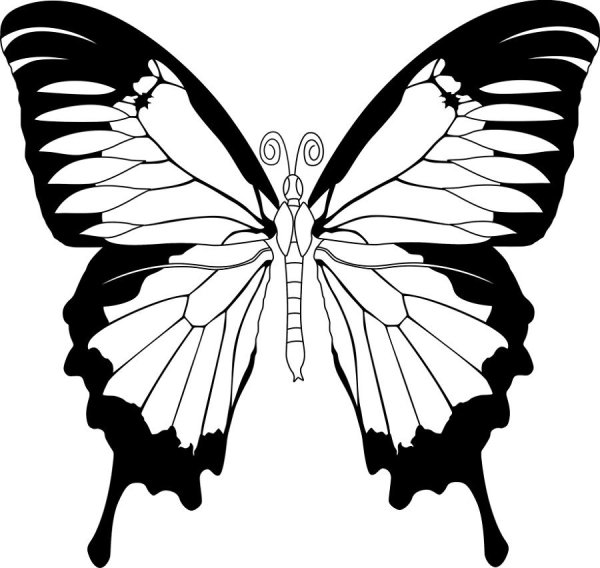 Бабочка Махаон трафарет