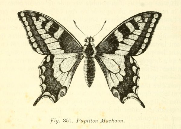 Бабочка Махаон эскиз