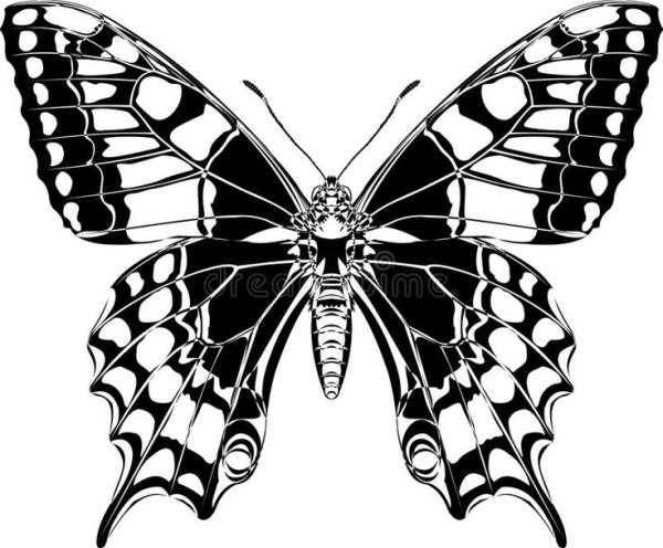 Бабочка Махаон трафарет