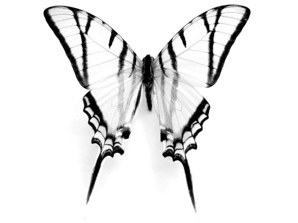 Бабочка Махаон на белом фоне