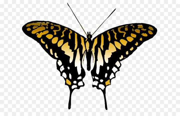 Черно желтая бабочка