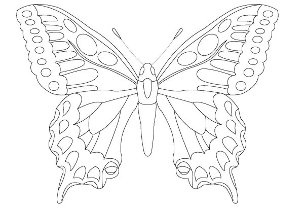 Разукрашки для детей бабочка Махаон