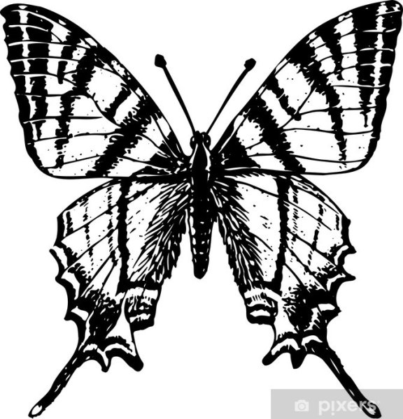 Подалирий бабочка рисунок