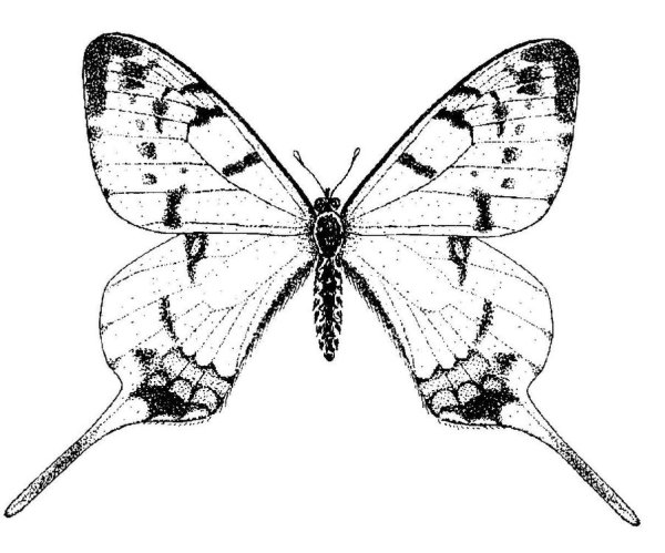 Бабочка парусник Маака раскраска