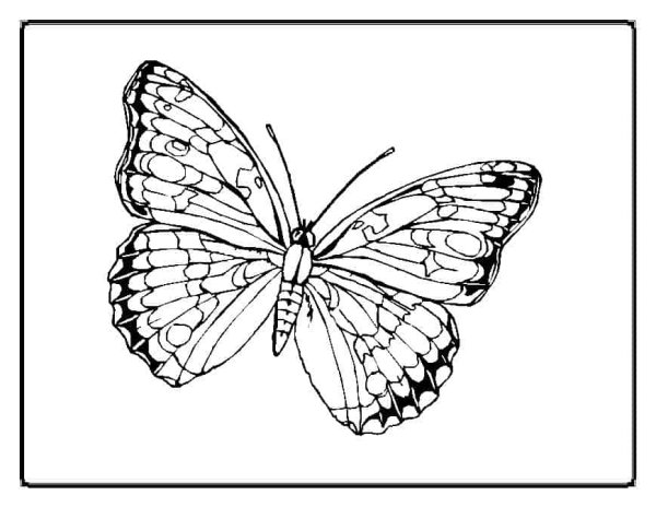 Бабочка Адмирал раскраска для детей
