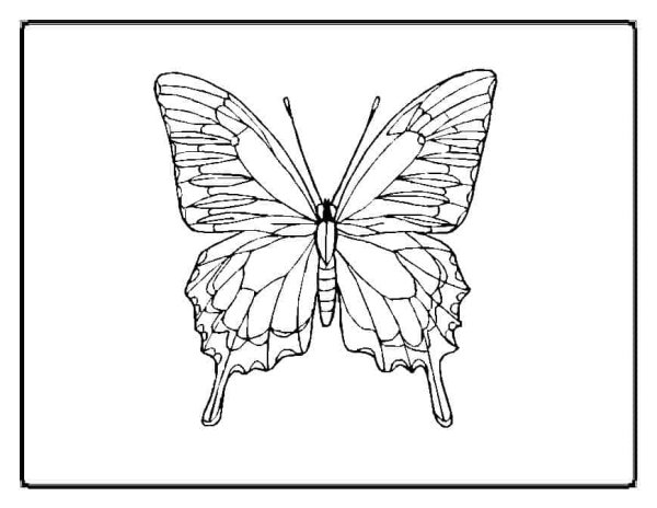 Бабочка Махаон раскраска для детей