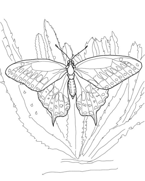 Бабочка эскиз