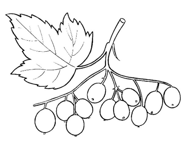 Гроздь рябины раскраска