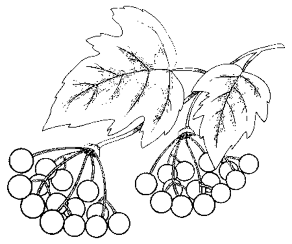 Нарисовать калину