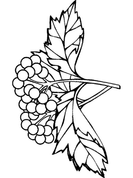 Рисунок калины