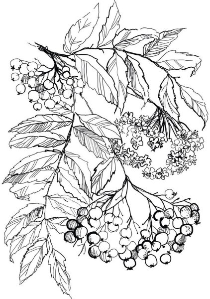 Набросок рябины