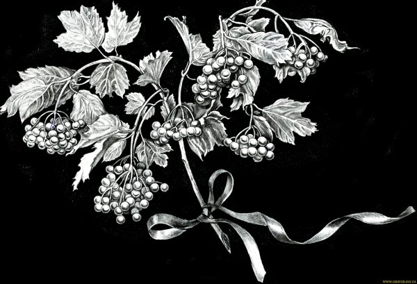 Ветка для гравировки