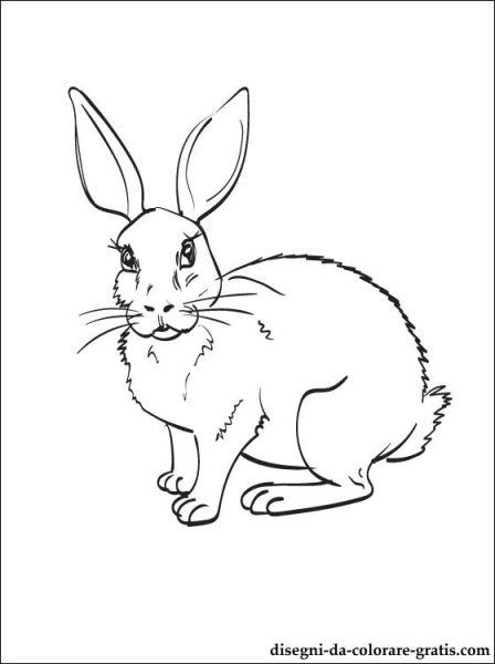 Кролик черно белый рисунок