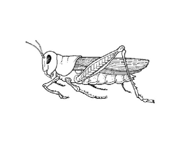 Кузнечик раскраска