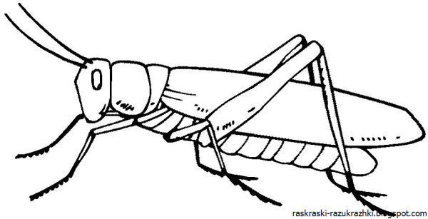 Кузнечик черно белый