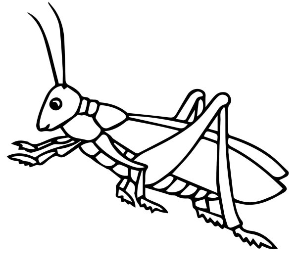Кузнечик раскраска для детей