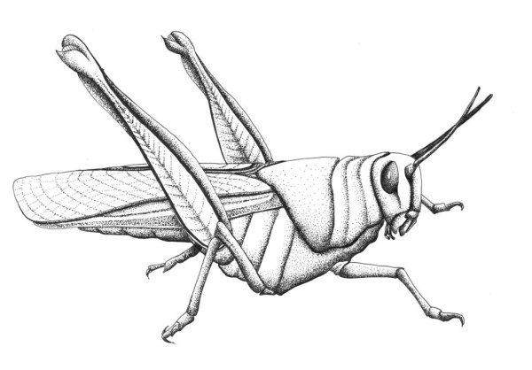 Кузнечик Графика