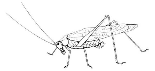 Саранча раскраска