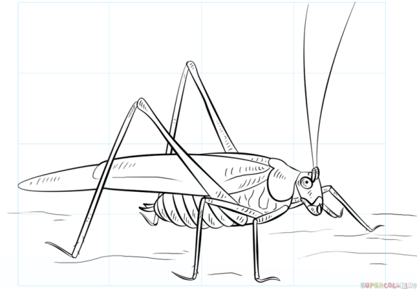 Раскраска гусеница и кузнечик