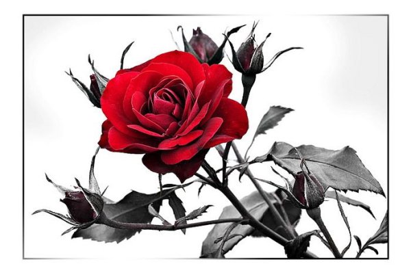 Роза с шипами черно белая