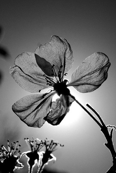 Монохромные цветы