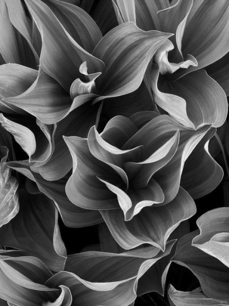 Красивый серый цвет