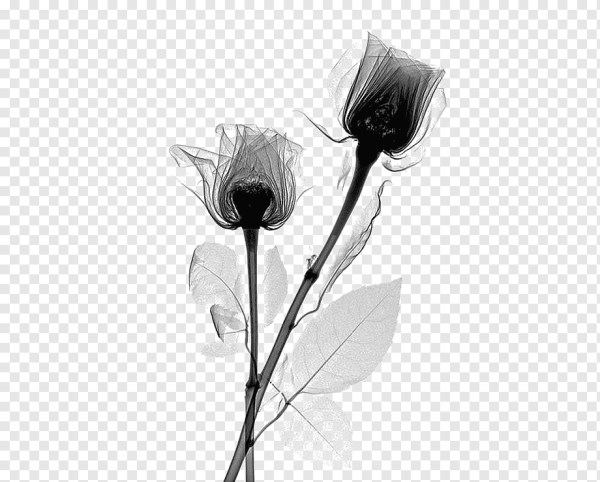 Роза Роуз Рэй