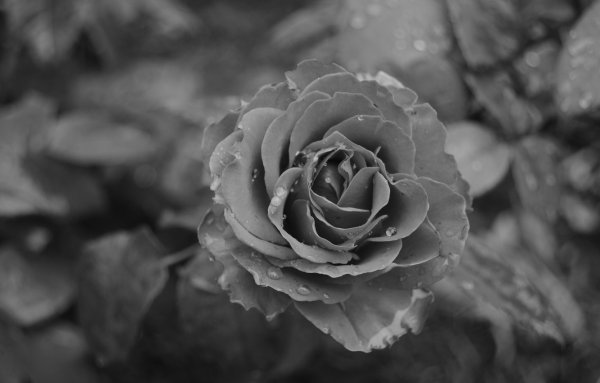 Серые цветы