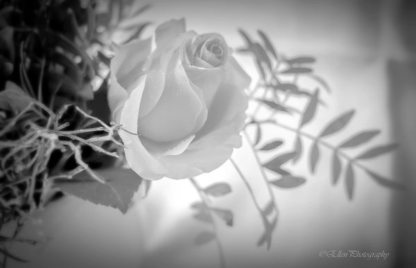 Розы на сером фоне