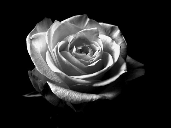 Цветы чёрно белые