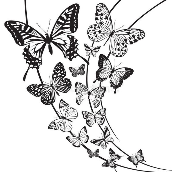 Эскизы цветы бабочки чб