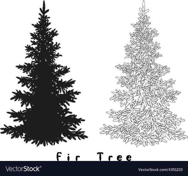 Пушистая ель в векторах силует