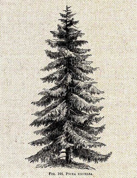 Сосна черно белая